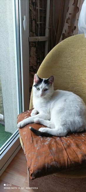 Nemo ok 9 mcz bielusieńki kocurek czeka na dom Tom.Maz
