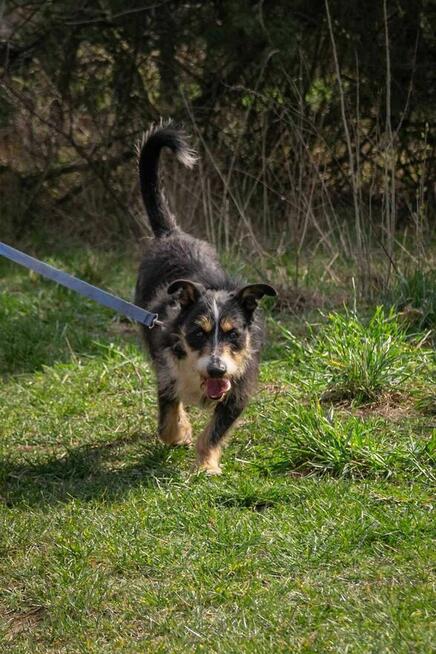 Radosny POPUŚ w typie teriera szuka domu !!