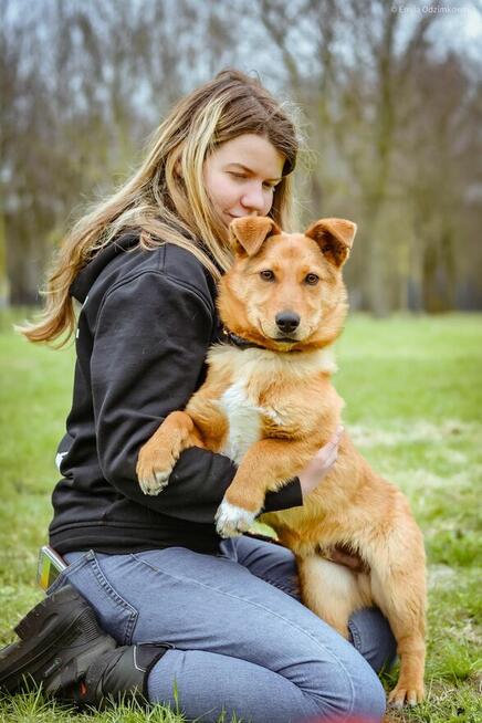 Apik- młody rudy niskopodłogowy pies do adopcji