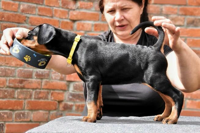 Doberman FCI Rokujący pies wystawowy