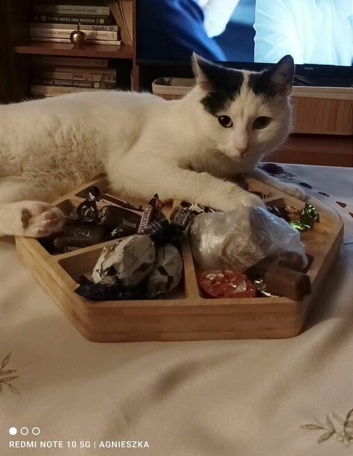 Nemo ok 9 mcz bielusieńki kocurek czeka na dom Tom.Maz