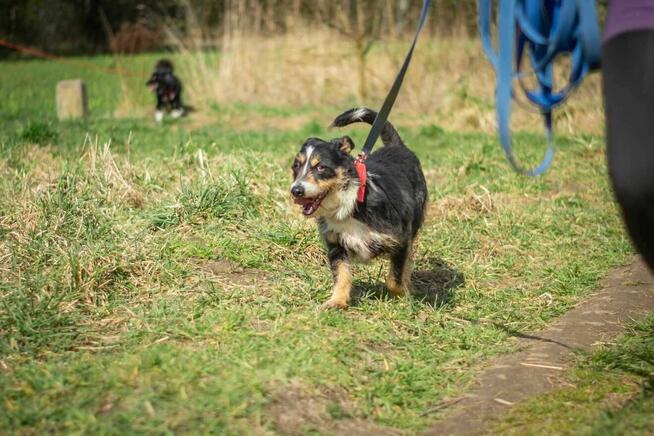 Radosny POPUŚ w typie teriera szuka domu !!
