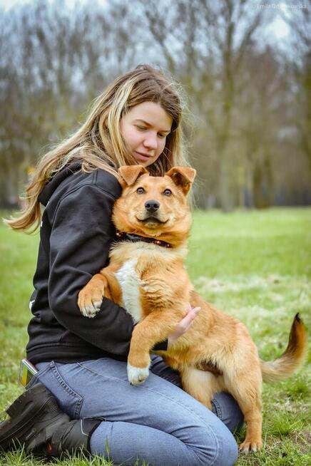 Apik- młody rudy niskopodłogowy pies do adopcji