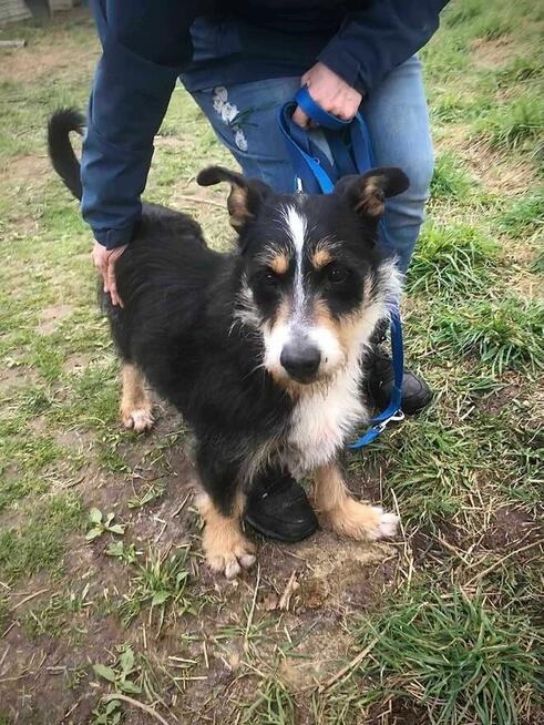 Radosny POPUŚ w typie teriera szuka domu !!