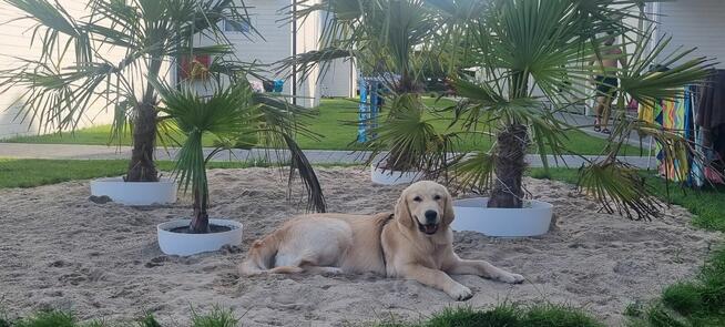 Domki letniskowe nad morzem z basenem animacje Dąbki