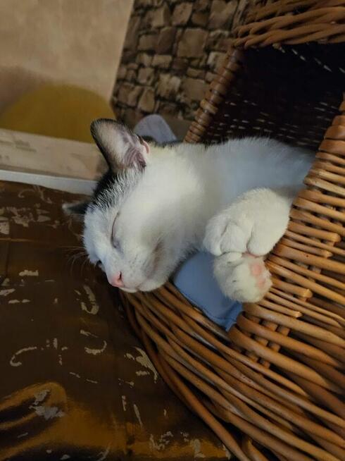 Nemo ok 9 mcz bielusieńki kocurek czeka na dom Tom.Maz