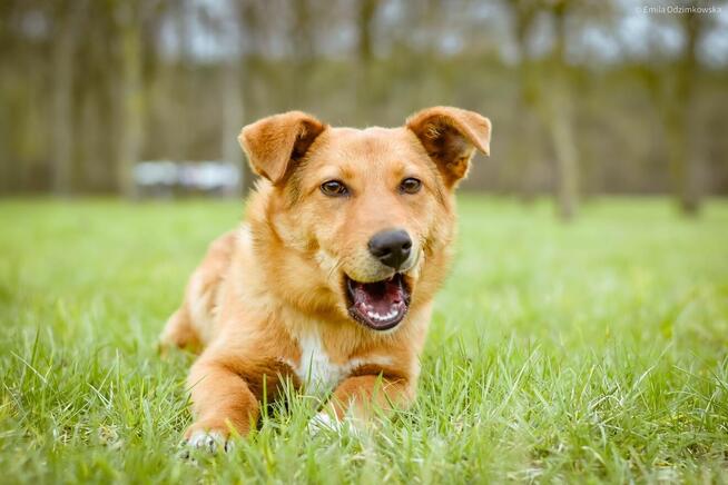 Apik- młody rudy niskopodłogowy pies do adopcji