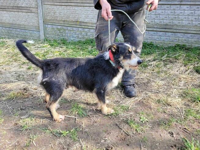 Radosny POPUŚ w typie teriera szuka domu !!