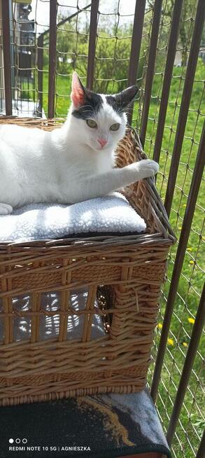 Nemo ok 9 mcz bielusieńki kocurek czeka na dom Tom.Maz