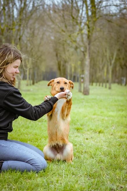 Apik- młody rudy niskopodłogowy pies do adopcji
