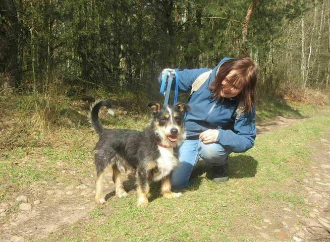 Radosny POPUŚ w typie teriera szuka domu !!