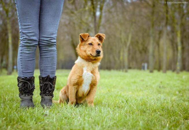 Apik- młody rudy niskopodłogowy pies do adopcji