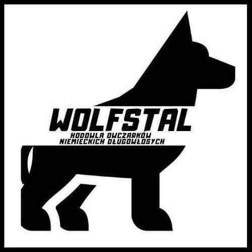 Szczenięta Owczarek Niemiecki Długowłosy