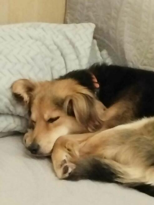 Uroczy 3 letni Pielgrzym szuka domu