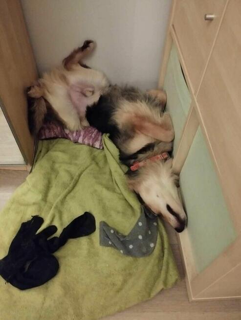 Uroczy 3 letni Pielgrzym szuka domu