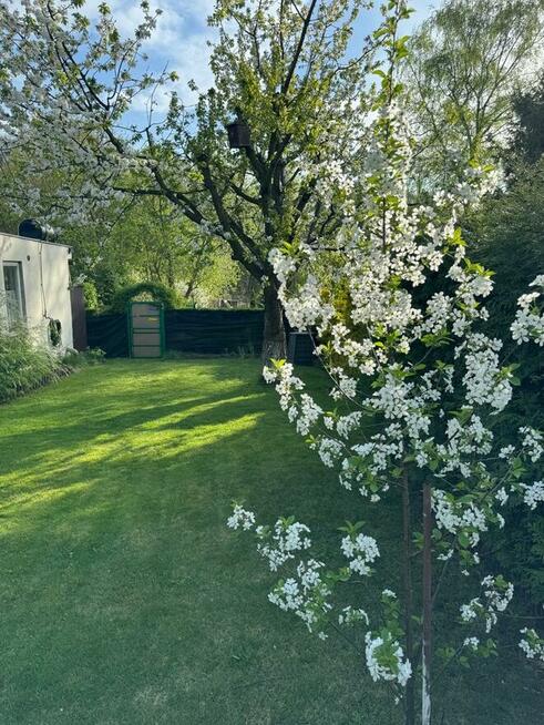 Odstąpię ogródek działkowy