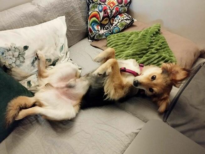 Uroczy 3 letni Pielgrzym szuka domu