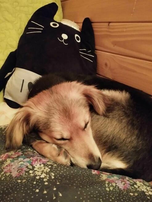 Uroczy 3 letni Pielgrzym szuka domu