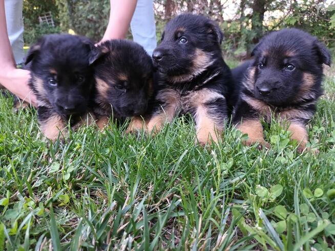 Sprzedam Szczenięta Owczarka Niemieckiego krótkowłosego