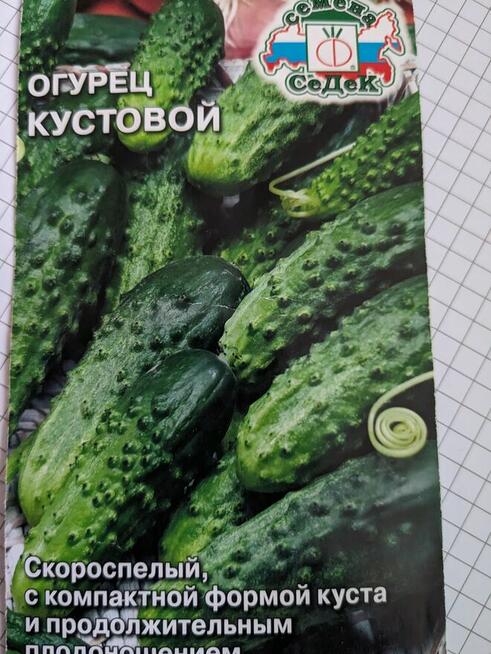 Ogórek Gruzin Palczik Roznasol Kustowoj nasiona kolekcjoners