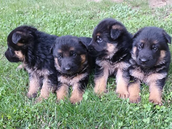 Sprzedam Szczenięta Owczarka Niemieckiego krótkowłosego