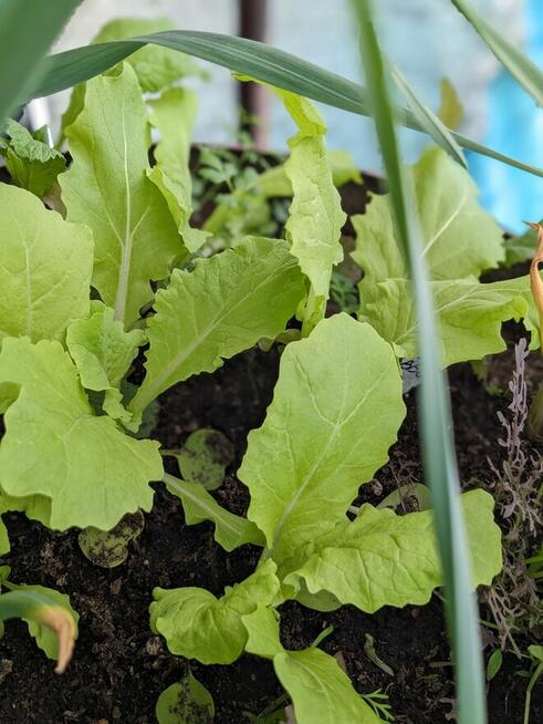 Warzywa Eco Salata kolorowa, cykoria, nasiona