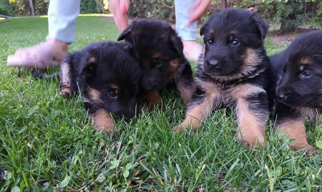 Sprzedam Szczenięta Owczarka Niemieckiego krótkowłosego