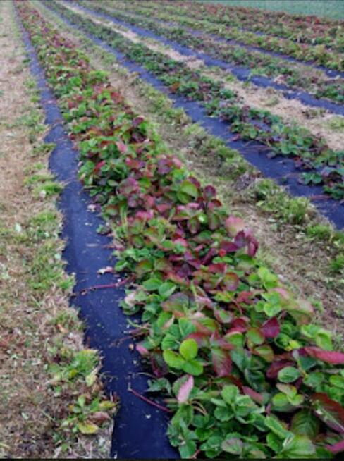 WŁÓKNINY PL do ściółkowania Prosto od producenta.