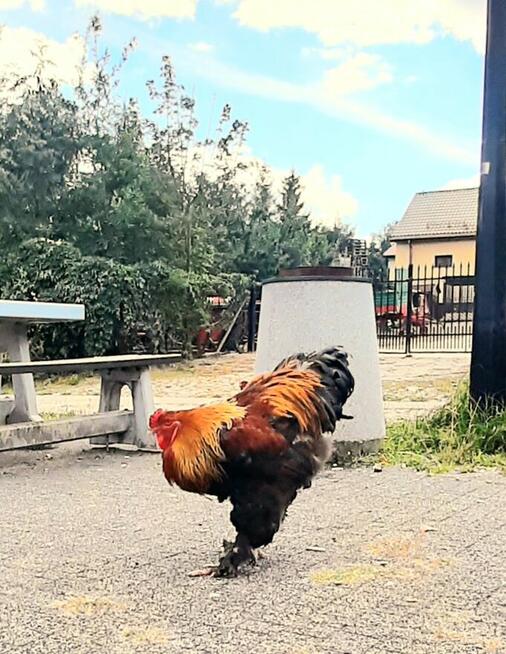 64-letni, bez nałogów szuka przyjaciółki na stałe.