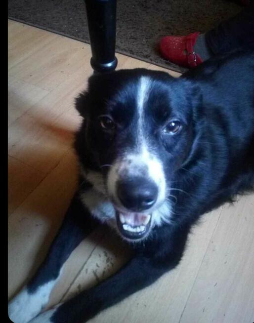 Alarm!!Błagamy o pomoc dla 2/3 let. szukamy DS lub DT Ola Ja