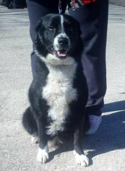 Alarm!!Błagamy o pomoc dla 2/3 let. szukamy DS lub DT Ola Ja