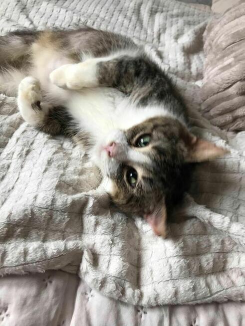 Zozolka i Burunia czekają na dom który je uratuje Łochów