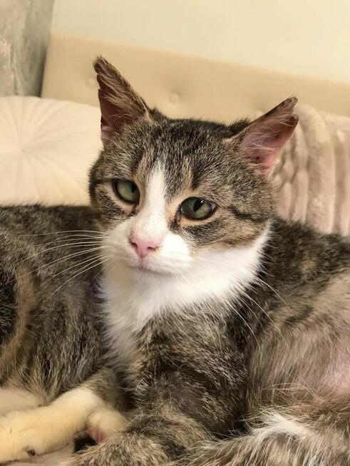 Zozolka i Burunia czekają na dom który je uratuje Łochów