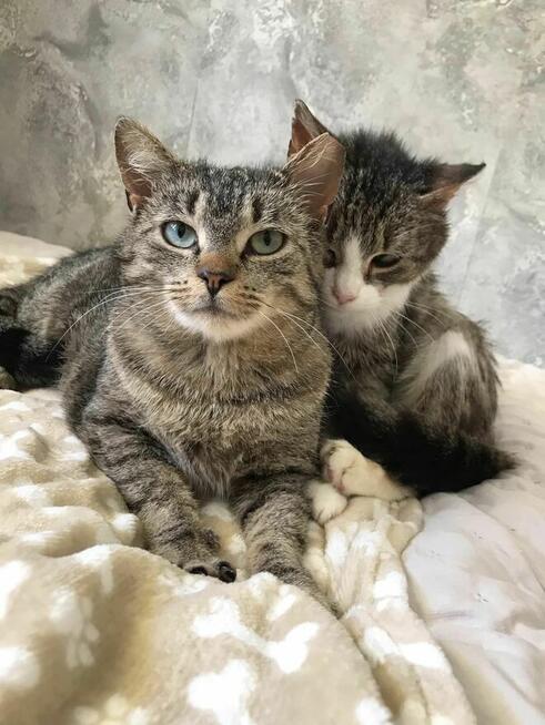 Zozolka i Burunia czekają na dom który je uratuje Łochów