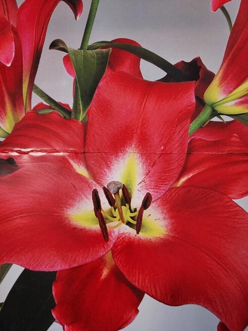 rododendrony ,lilie azjatyckie