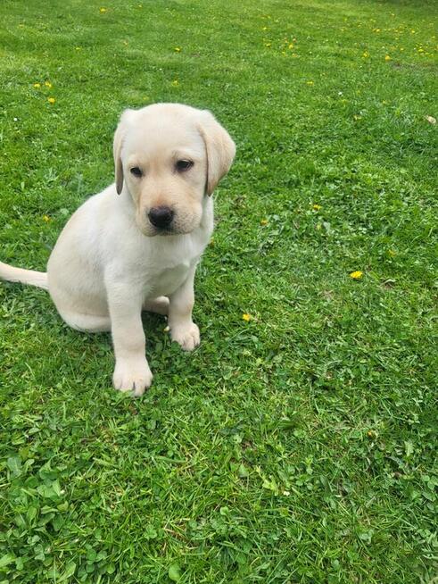 Szczeniaki Labrador