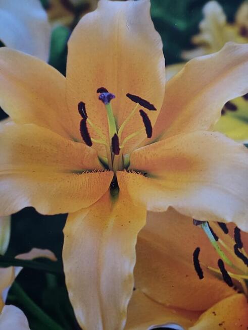 rododendrony ,lilie azjatyckie