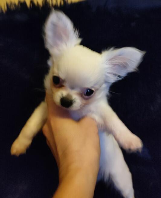 Chihuahua szczenięta w typie mini