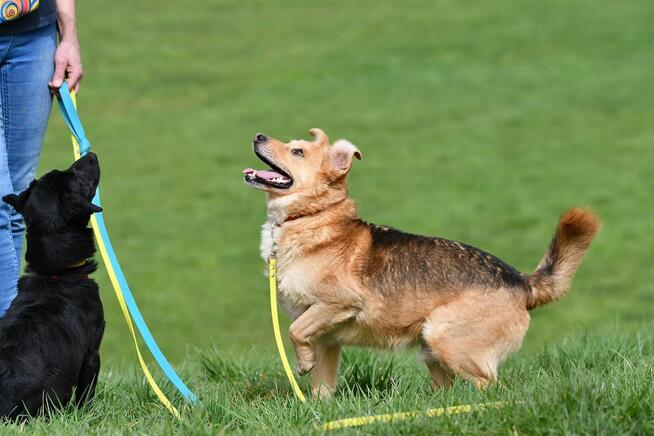 Mały Romek szuka domu, młody, pies