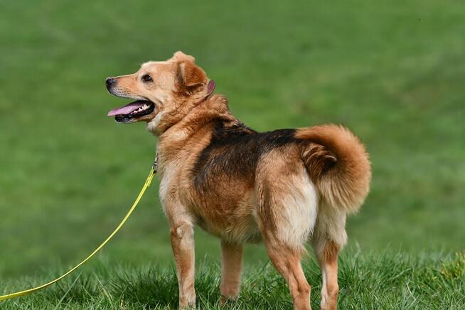 Mały Romek szuka domu, młody, pies