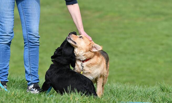 Mały Romek szuka domu, młody, pies