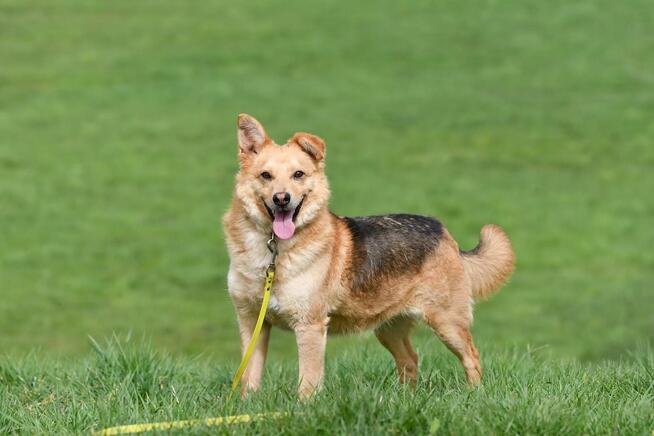 Mały Romek szuka domu, młody, pies