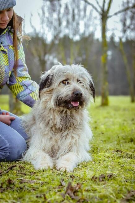 Dulux piękny i wspaniały ok 3 let. pluszak szuka dom Aneta S