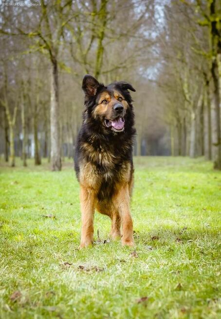Maska - piękny młody aktywny duży pies do adopcji
