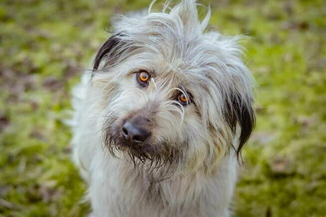 Dulux piękny i wspaniały ok 3 let. pluszak szuka dom Aneta S