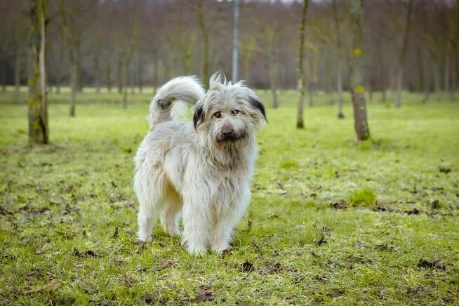 Dulux piękny i wspaniały ok 3 let. pluszak szuka dom Aneta S