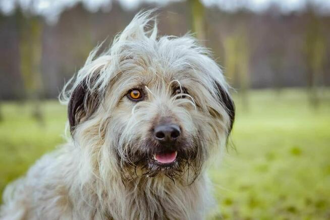 Dulux piękny i wspaniały ok 3 let. pluszak szuka dom Aneta S