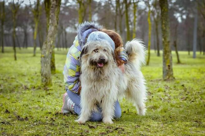 Dulux piękny i wspaniały ok 3 let. pluszak szuka dom Aneta S