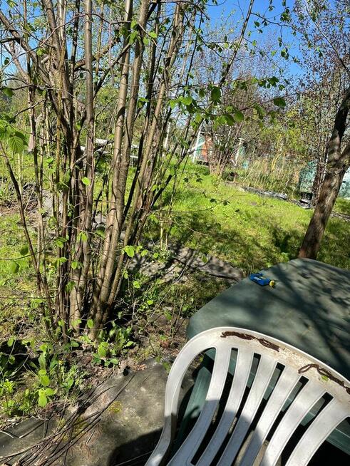 Duża działka ROD, ogrodowa ok 600m2 - super okazja!