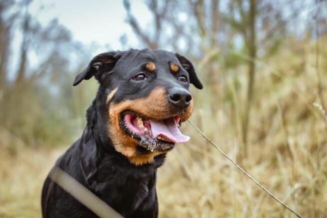 Carna-suczka w typie rottweilera do odpowiedzialnej adopcji